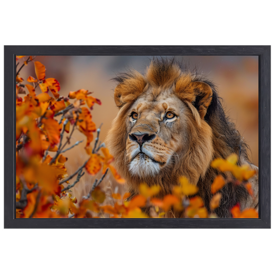 Leeuw in Herfstbladeren - Natuurs Koningschap canvas met baklijst