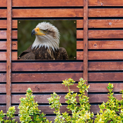 Gedetailleerd portret van een majestueuze adelaar tuinposter