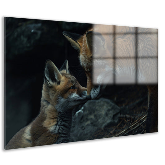 Intiem moment tussen twee vossen acrylglas
