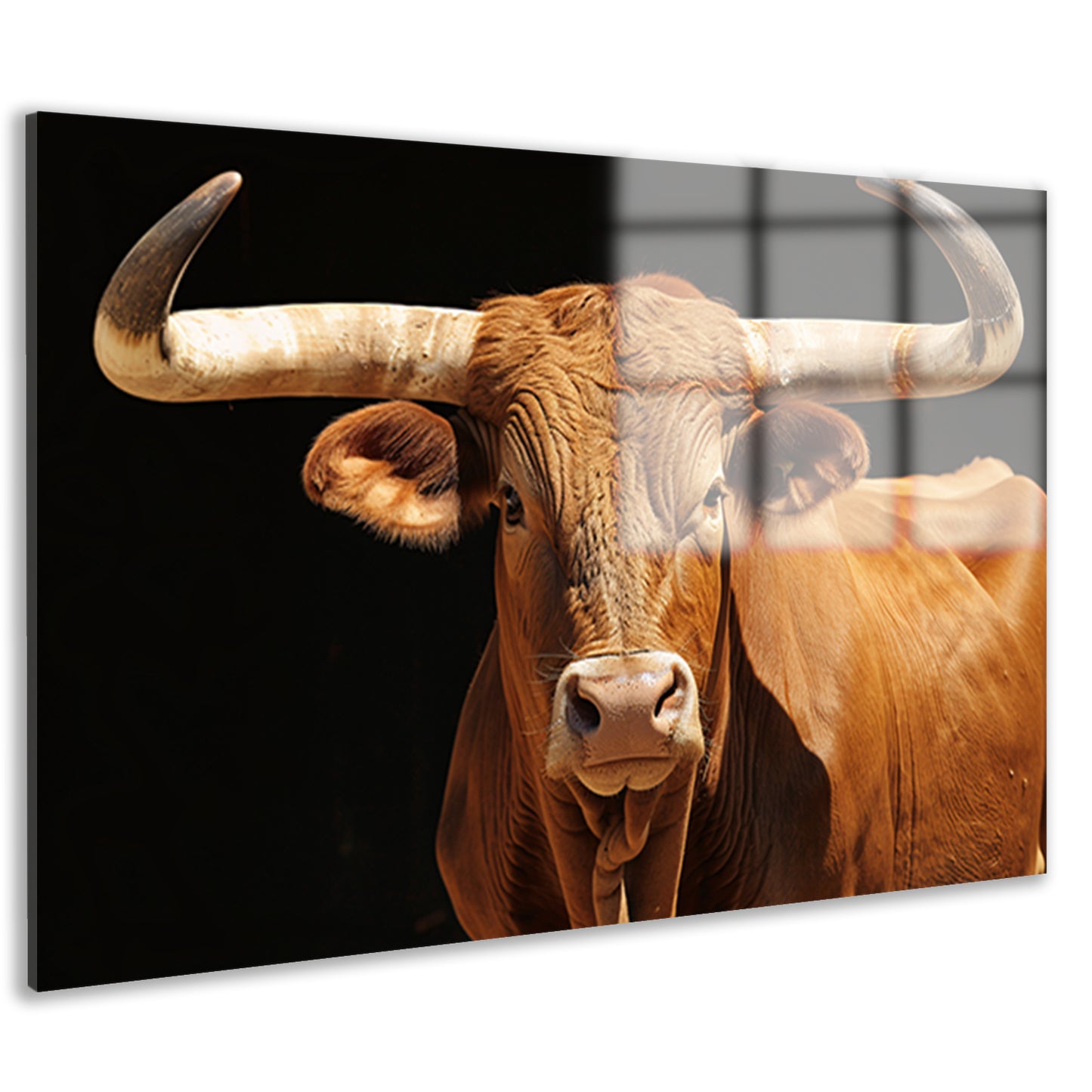 Majestueuze stier met indrukwekkende hoorns acrylglas