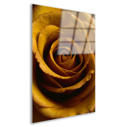 Gouden ochtenddauw op gele roos acrylglas