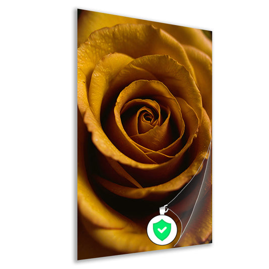 Gouden ochtenddauw op gele roos poster