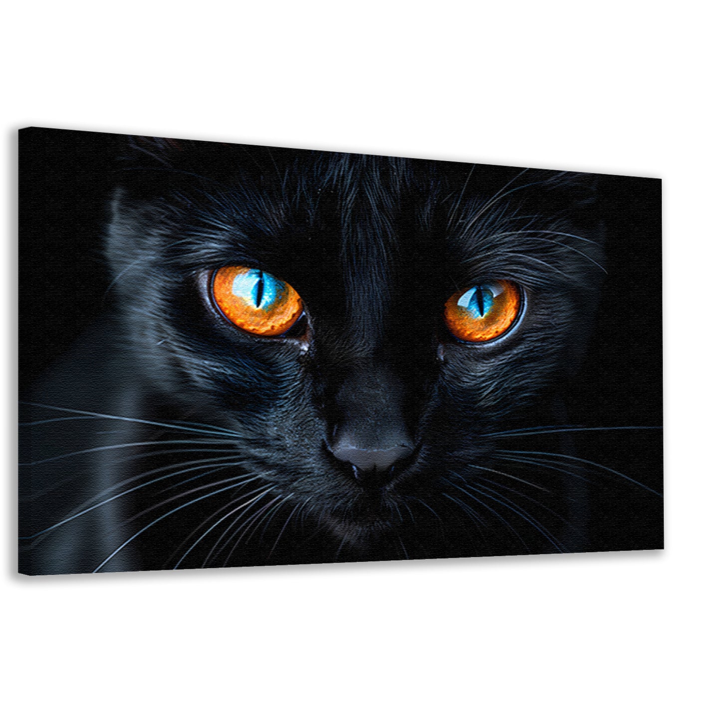 Zwarte kat met blauwe en oranje ogen canvas