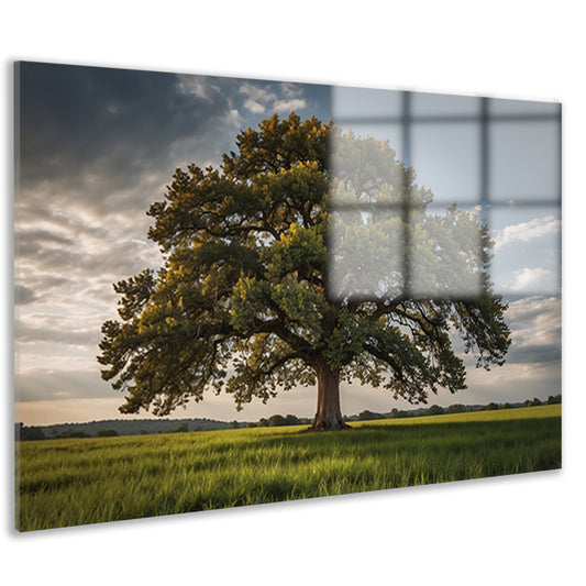 Een majestueuze boom in een groen veld acrylglas
