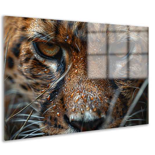 Close-up van natte luipaard met intense blik acrylglas