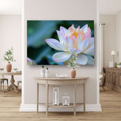 Prachtige close-up van een bloeiende lotus poster