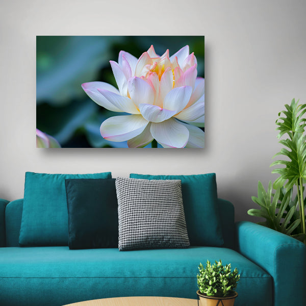 Prachtige close-up van een bloeiende lotus poster