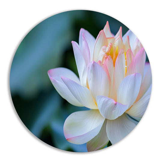 Prachtige close-up van een bloeiende lotus forex muurcirkel