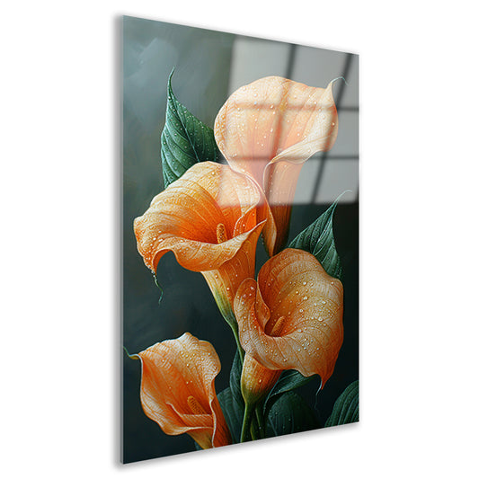 Oranje calla lelies met dauw tegen donkere achtergrond acrylglas