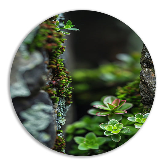 Close-up Groene Planten Tussen Stenen forex muurcirkel