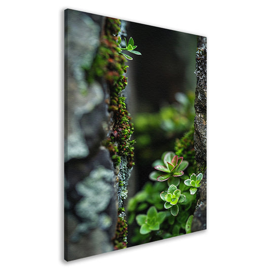 Close-up Groene Planten Tussen Stenen canvas