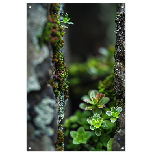 Close-up Groene Planten Tussen Stenen tuinposter