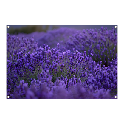 Lavendel in volle bloei met diepe paarse tinten tuinposter