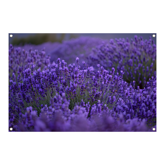 Lavendel in volle bloei met diepe paarse tinten tuinposter