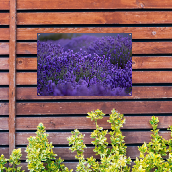 Lavendel in volle bloei met diepe paarse tinten tuinposter
