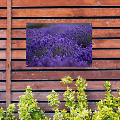 Lavendel in volle bloei met diepe paarse tinten tuinposter