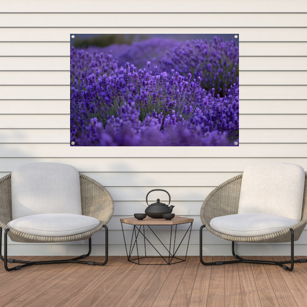 Lavendel in volle bloei met diepe paarse tinten tuinposter