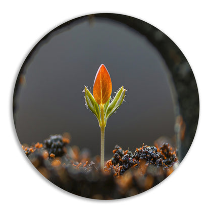 Close-up van ontkiemende plant forex muurcirkel