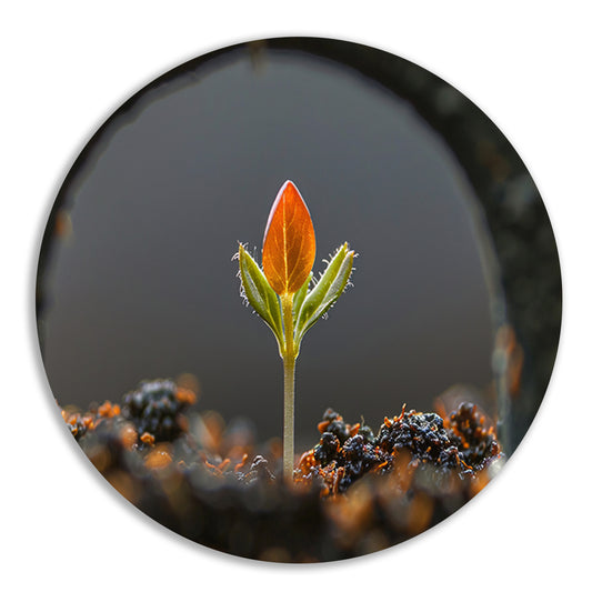 Close-up van ontkiemende plant forex muurcirkel