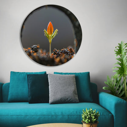 Close-up van ontkiemende plant forex muurcirkel