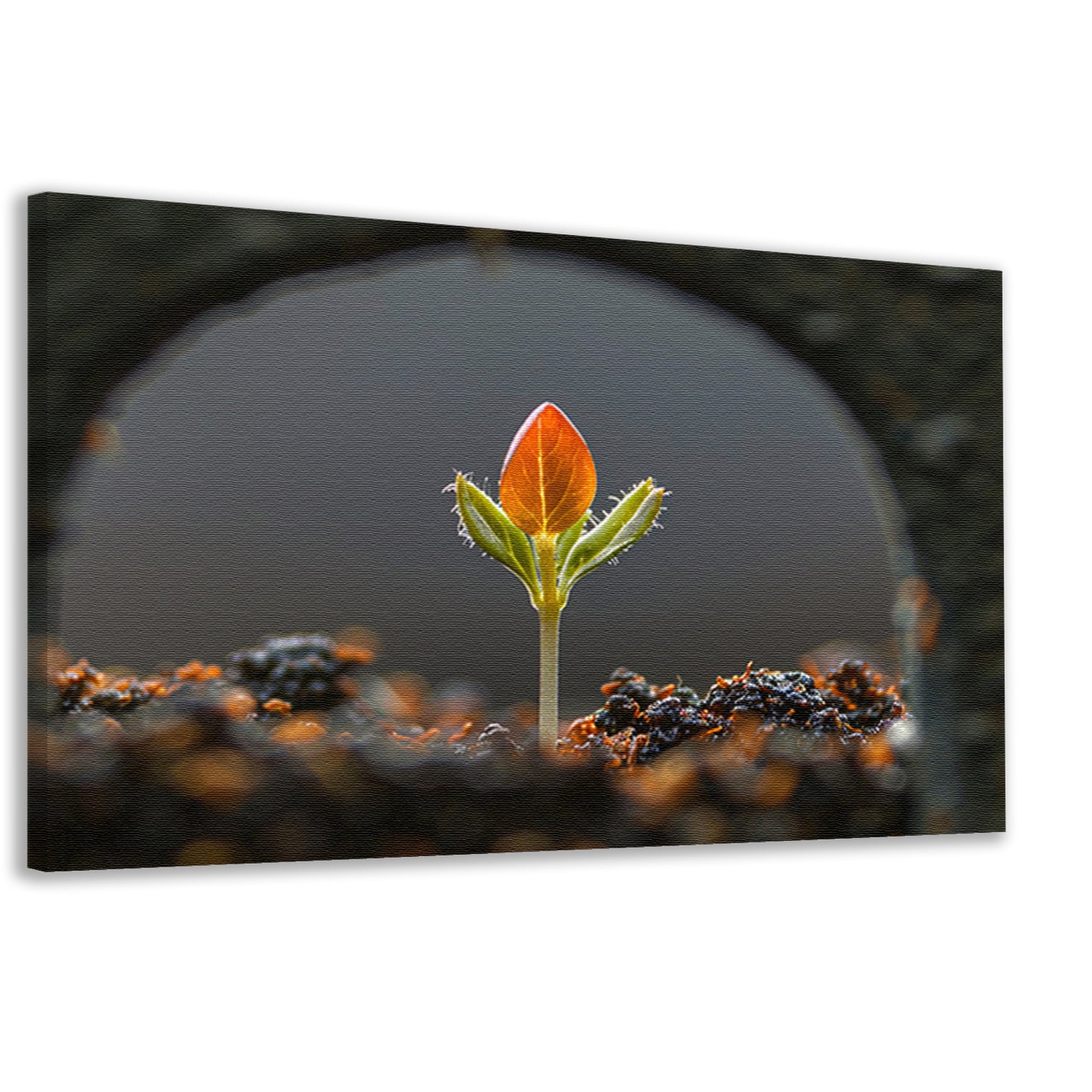 Close-up van ontkiemende plant canvas