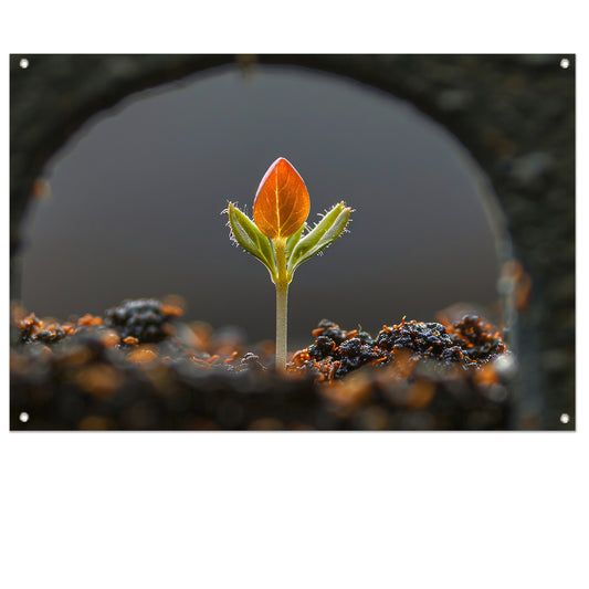 Close-up van ontkiemende plant tuinposter