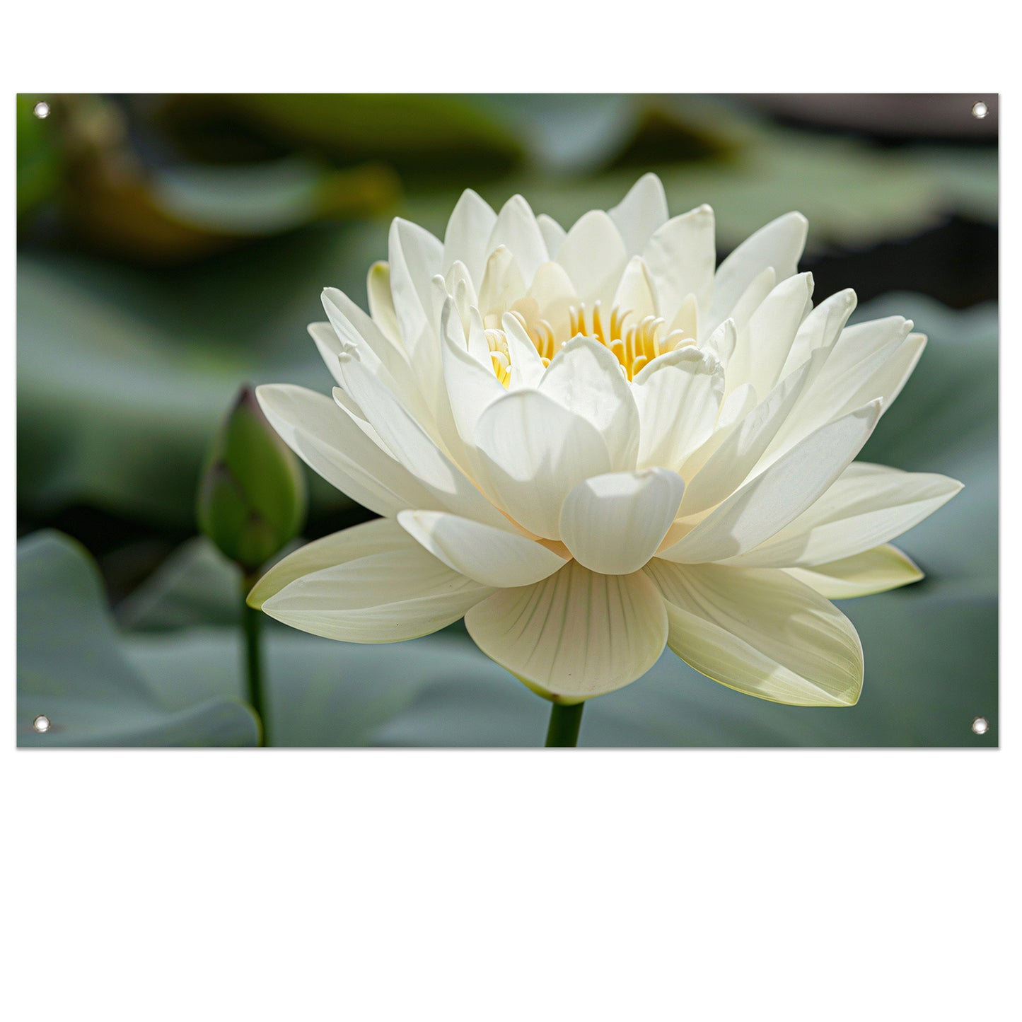 Close-up van een serene witte lotus   tuinposter