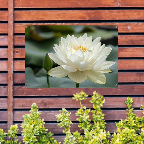 Close-up van een serene witte lotus   tuinposter