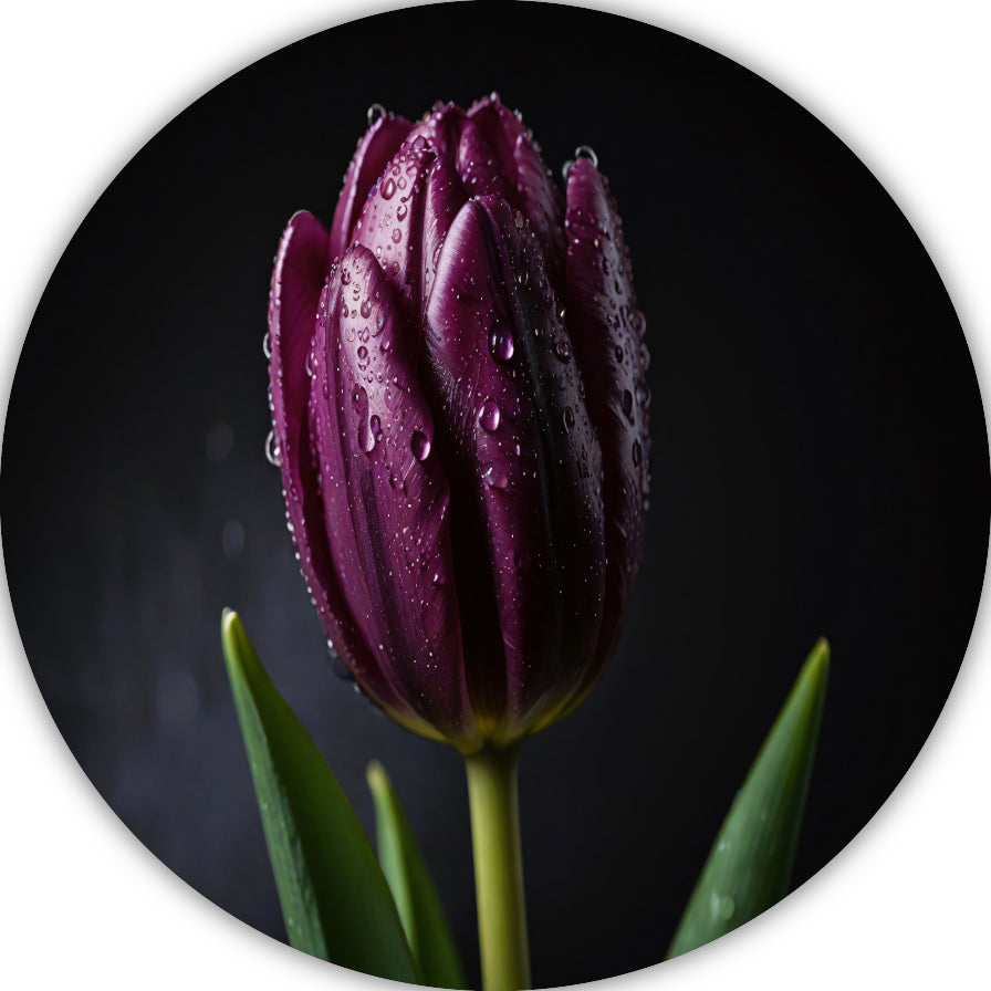 Paarse Tulp in Ochtenddauw Close-up forex muurcirkel