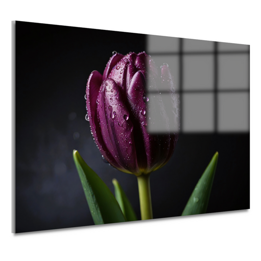 Paarse Tulp in Ochtenddauw Close-up acrylglas