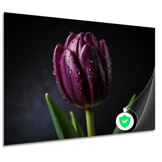 Paarse Tulp in Ochtenddauw Close-up poster