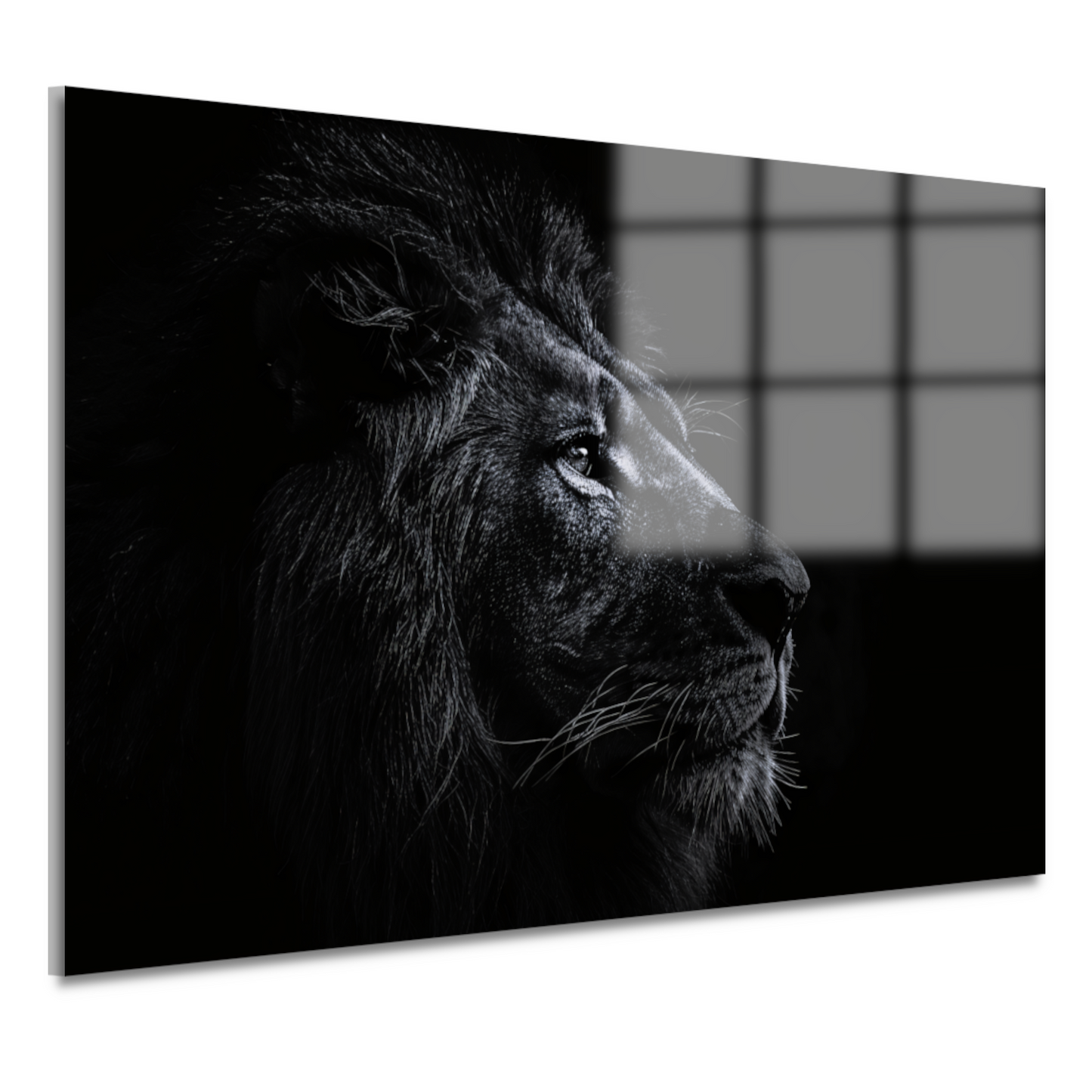Koninklijke leeuw in zwart-wit portret acrylglas