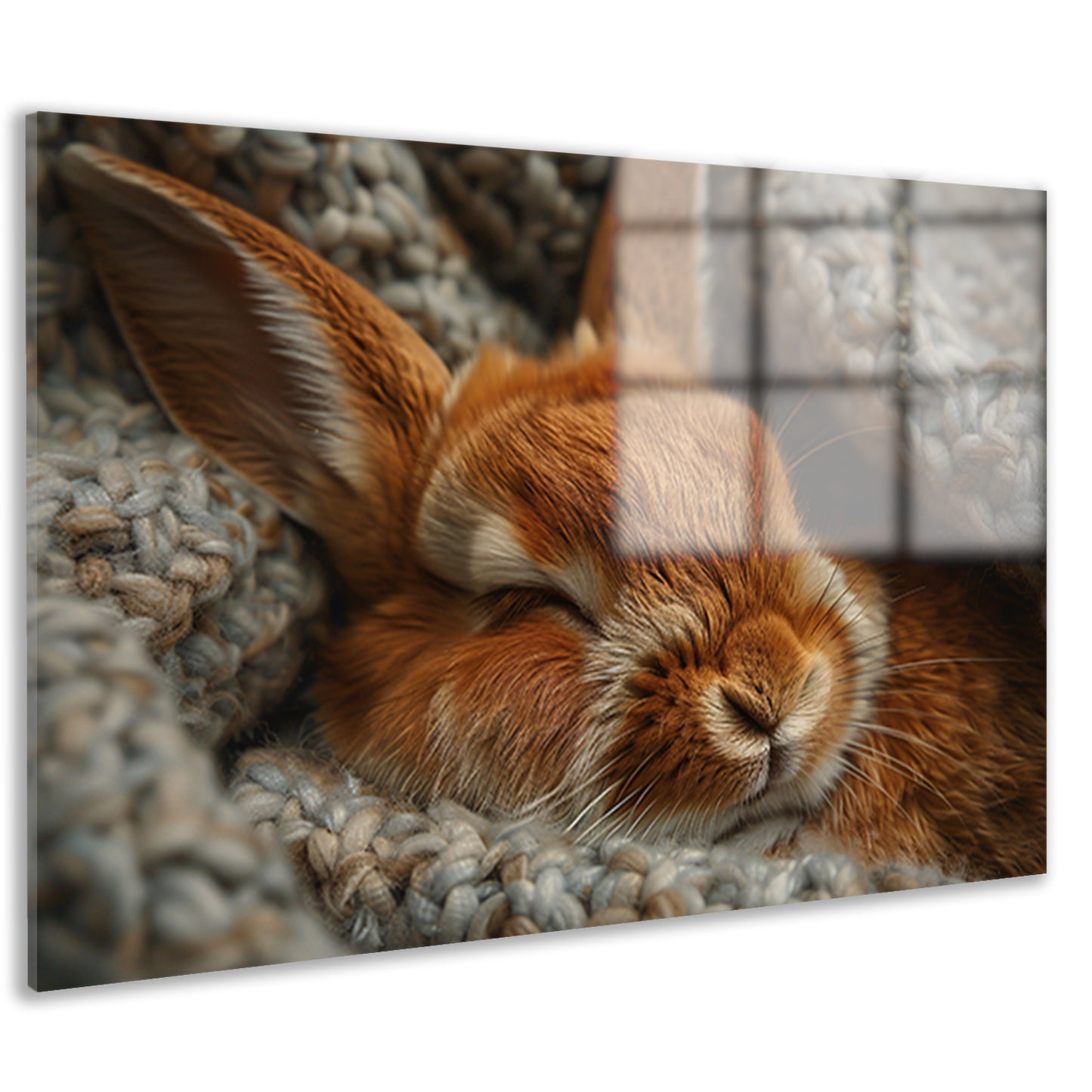 Slapend konijn in warme gebreide deken acrylglas