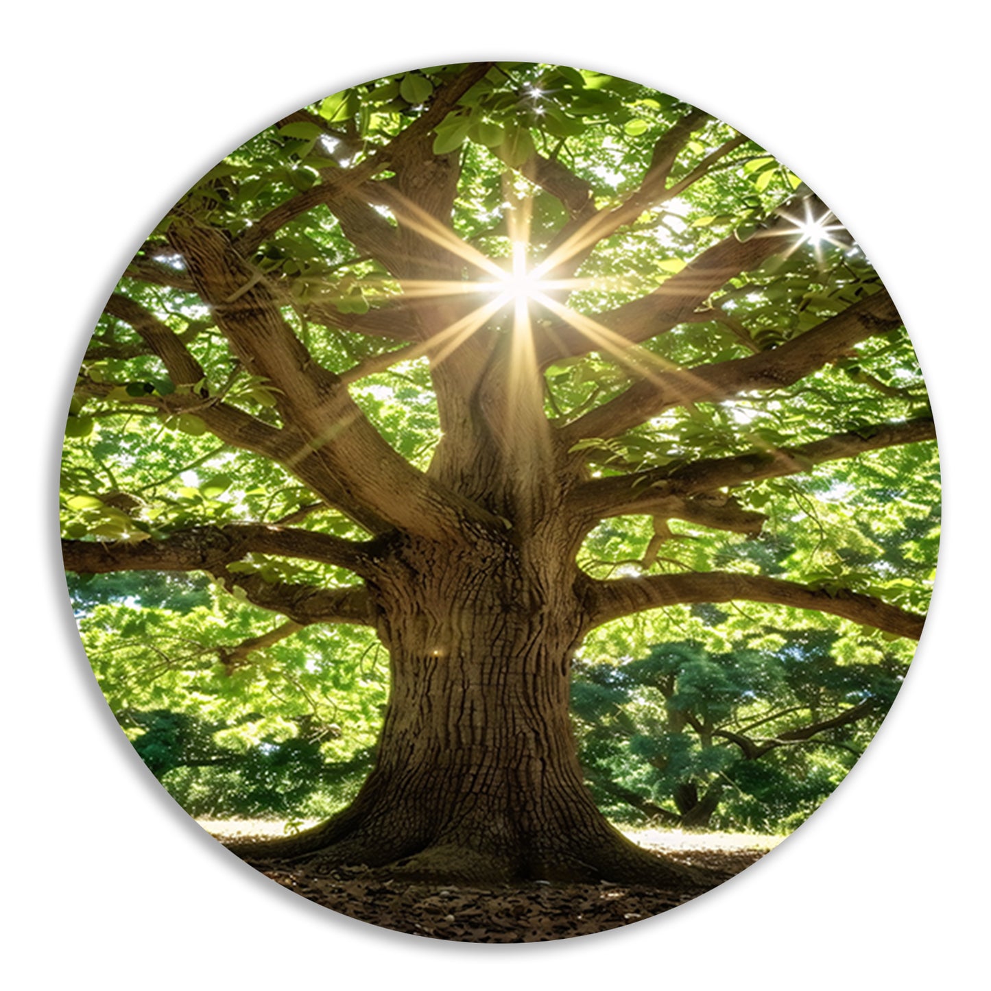 Zonnestralen door een majestueuze boom aluminium muurcirkel