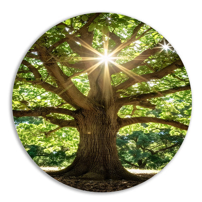 Zonnestralen door een majestueuze boom aluminium muurcirkel