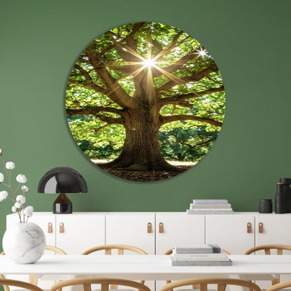 Zonnestralen door een majestueuze boom aluminium muurcirkel