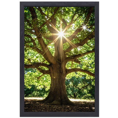 Zonnestralen door een majestueuze boom canvas met baklijst