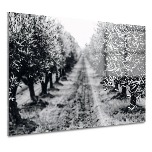 Olijfbomen onder maanlicht acrylglas