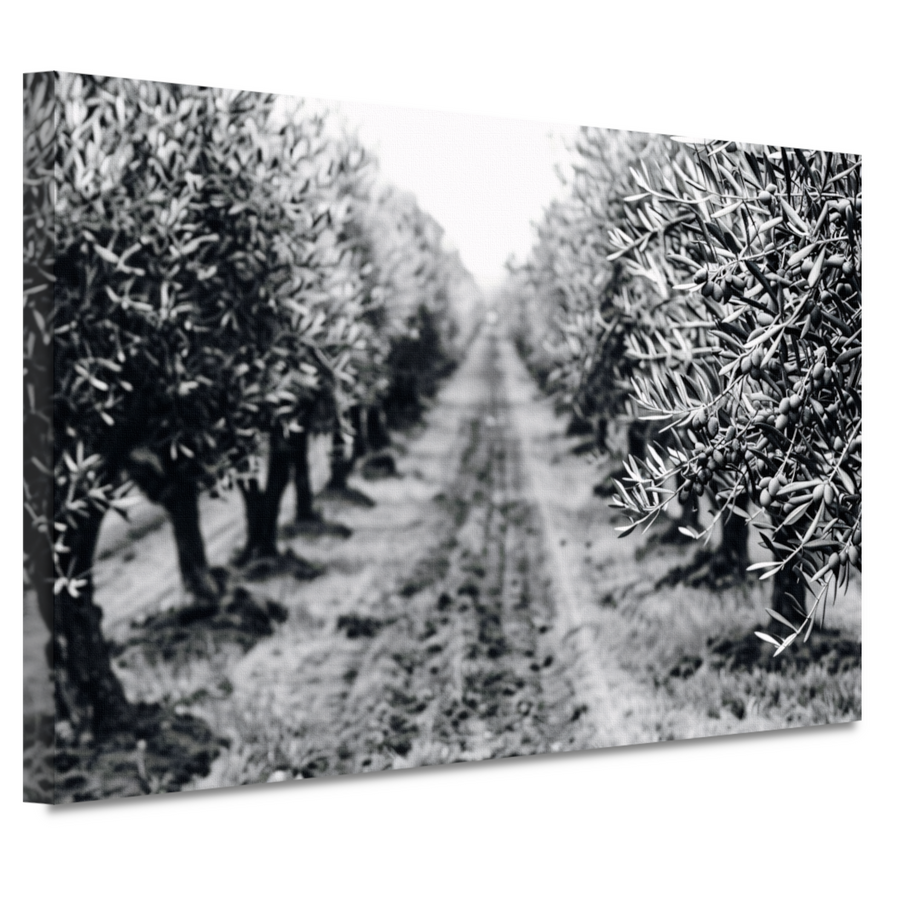 Olijfbomen onder maanlicht canvas