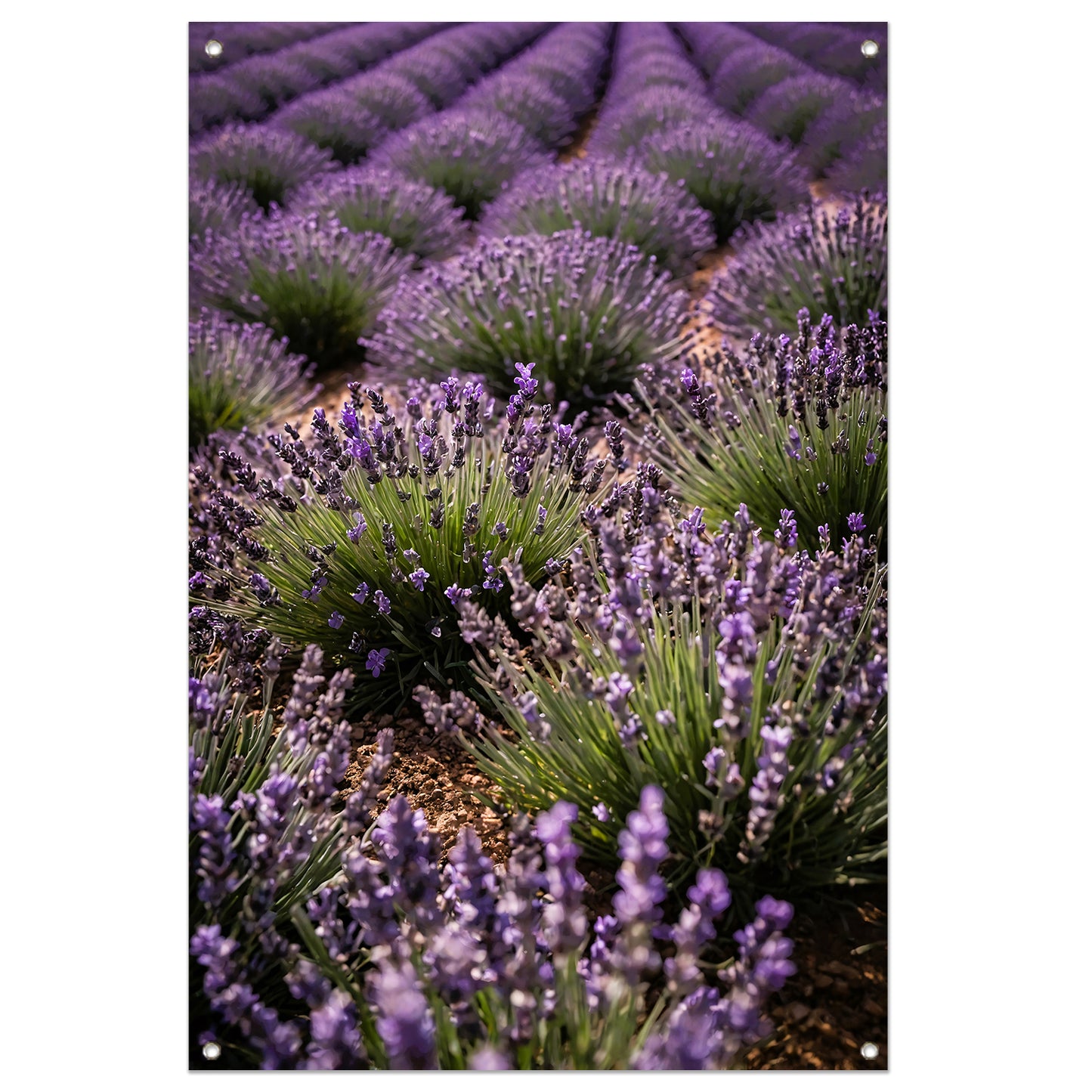 Prachtige lavendelvelden in volle bloei tuinposter