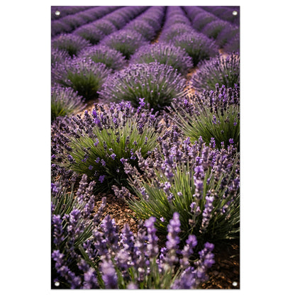 Prachtige lavendelvelden in volle bloei tuinposter