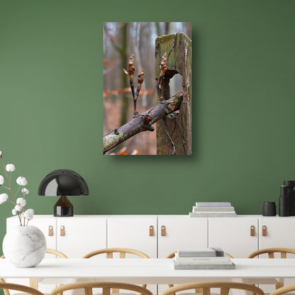 Lenteknoppen op een tak in het bos acrylglas