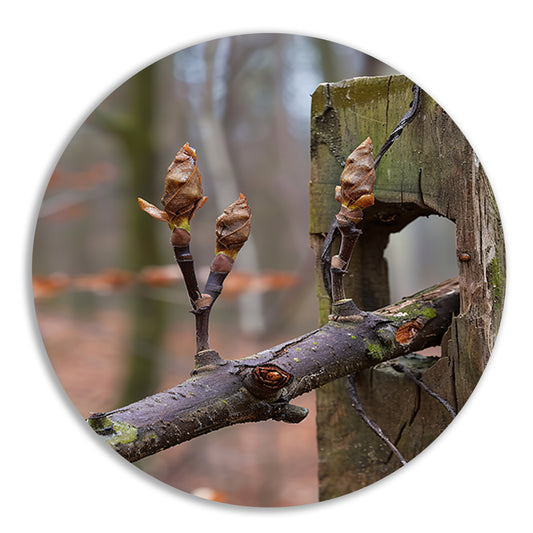 Lenteknoppen op een tak in het bos aluminium muurcirkel