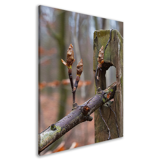 Lenteknoppen op een tak in het bos canvas