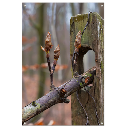 Lenteknoppen op een tak in het bos tuinposter