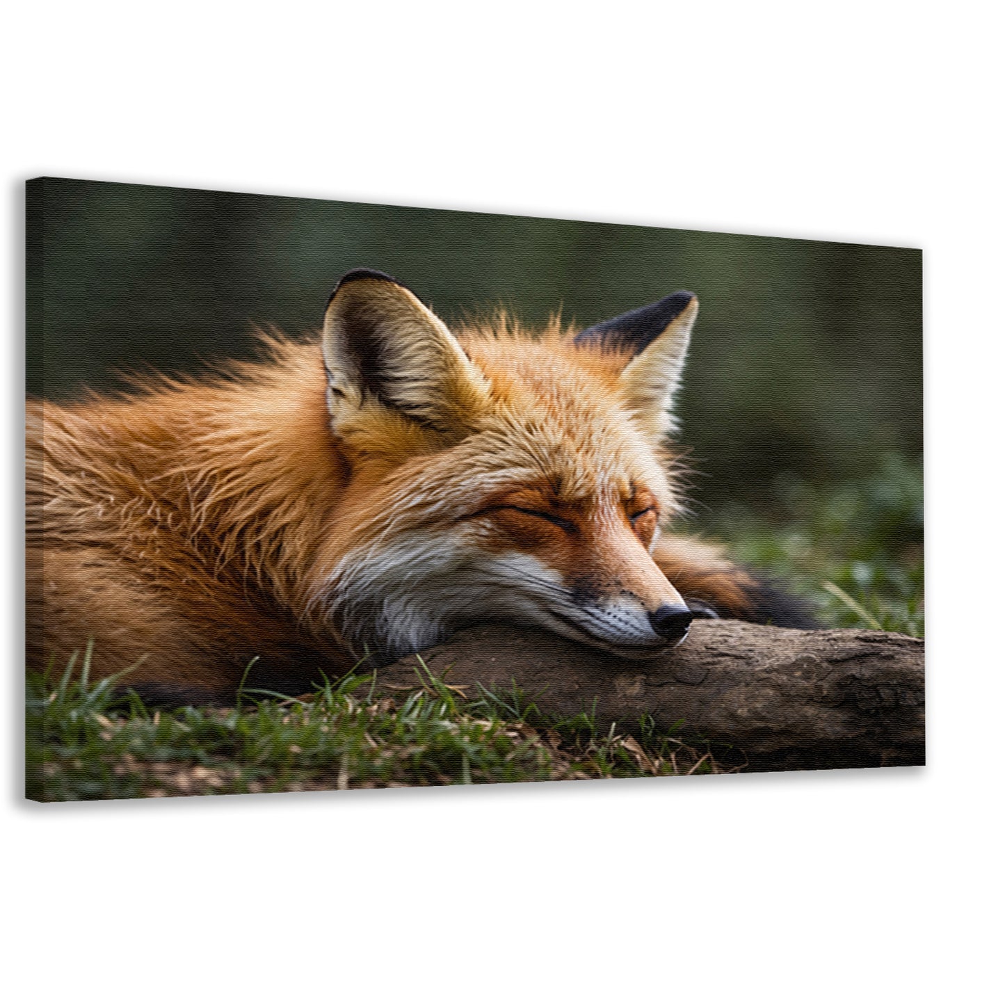 Slapende vos in groen grasveld canvas
