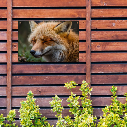 Slapende vos in de natuur vastgelegd tuinposter