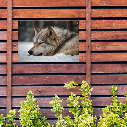 Slapende wolf in een besneeuwd landschap tuinposter