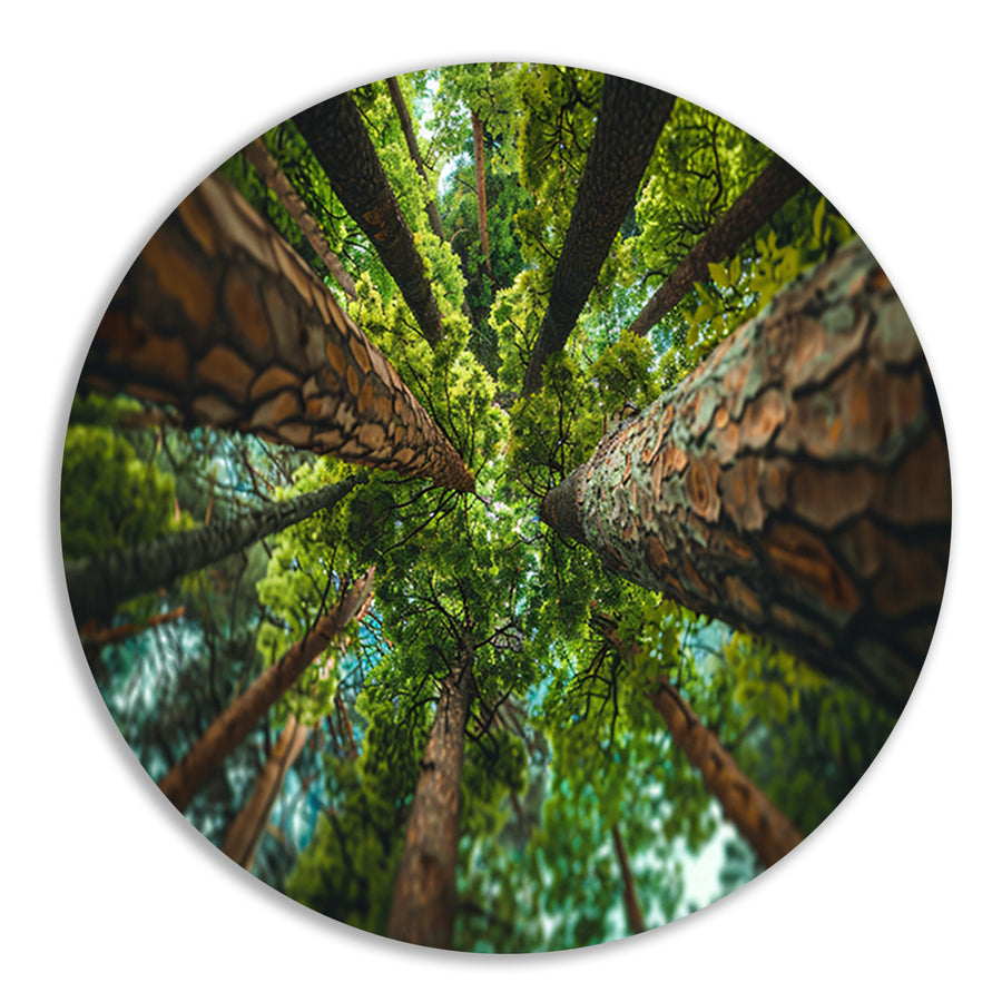 Hoog perspectief op bomen in weelderig bos forex muurcirkel