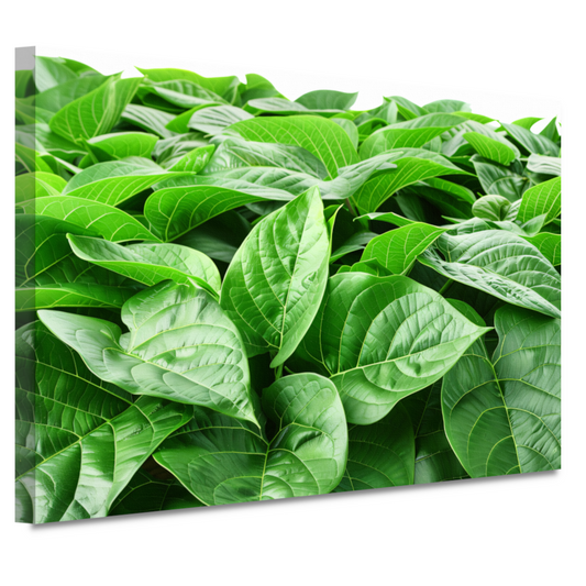 Bladergroen canvas